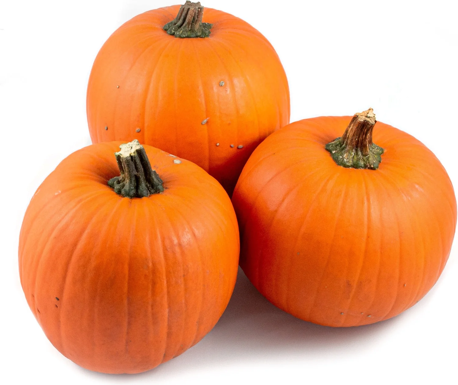 Sierkalebas (Cucurbita 'Oranje Halloween') D 20 cm