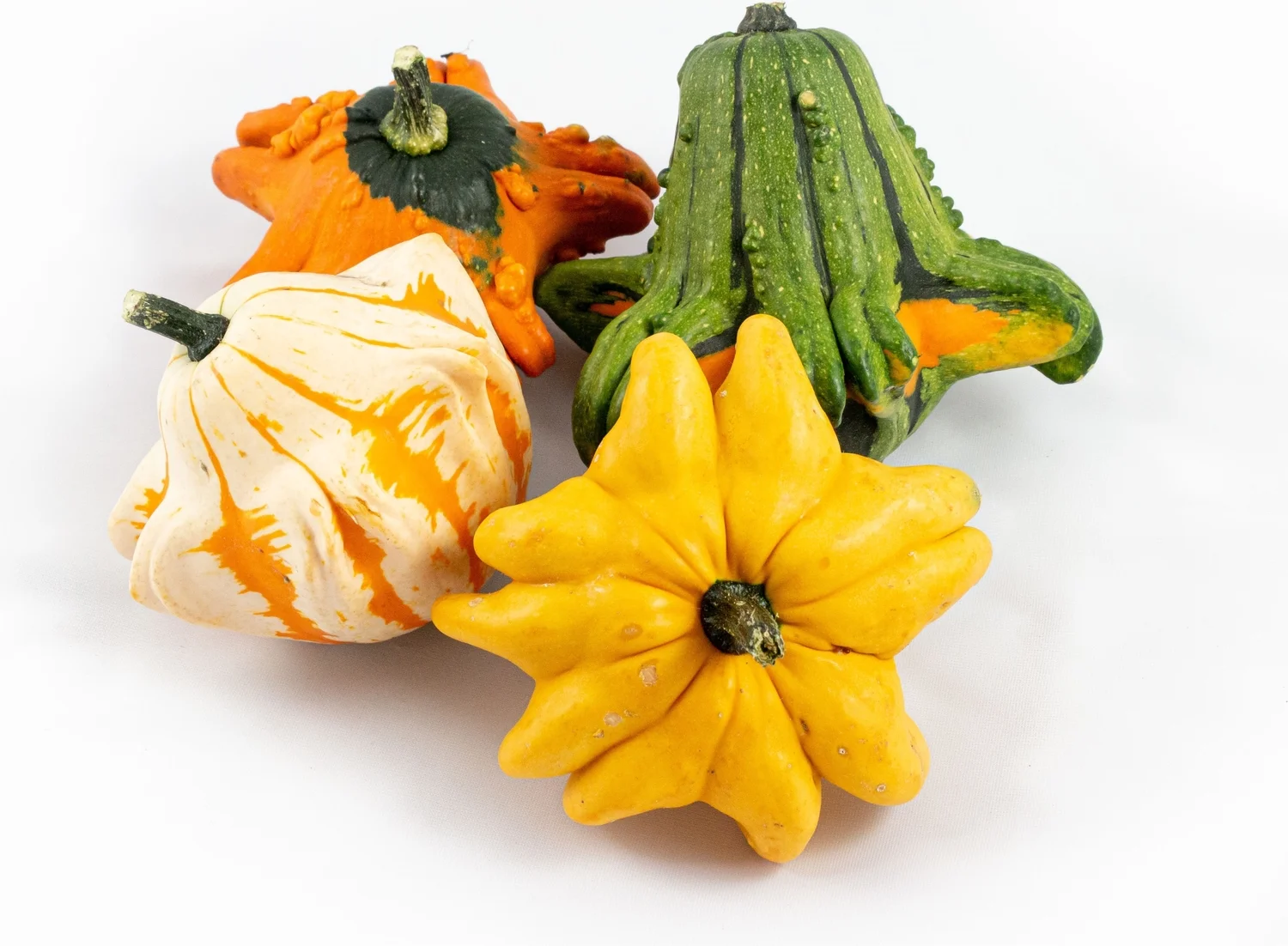 Sierkalebas (Cucurbita 'Gizmo') D 14 cm