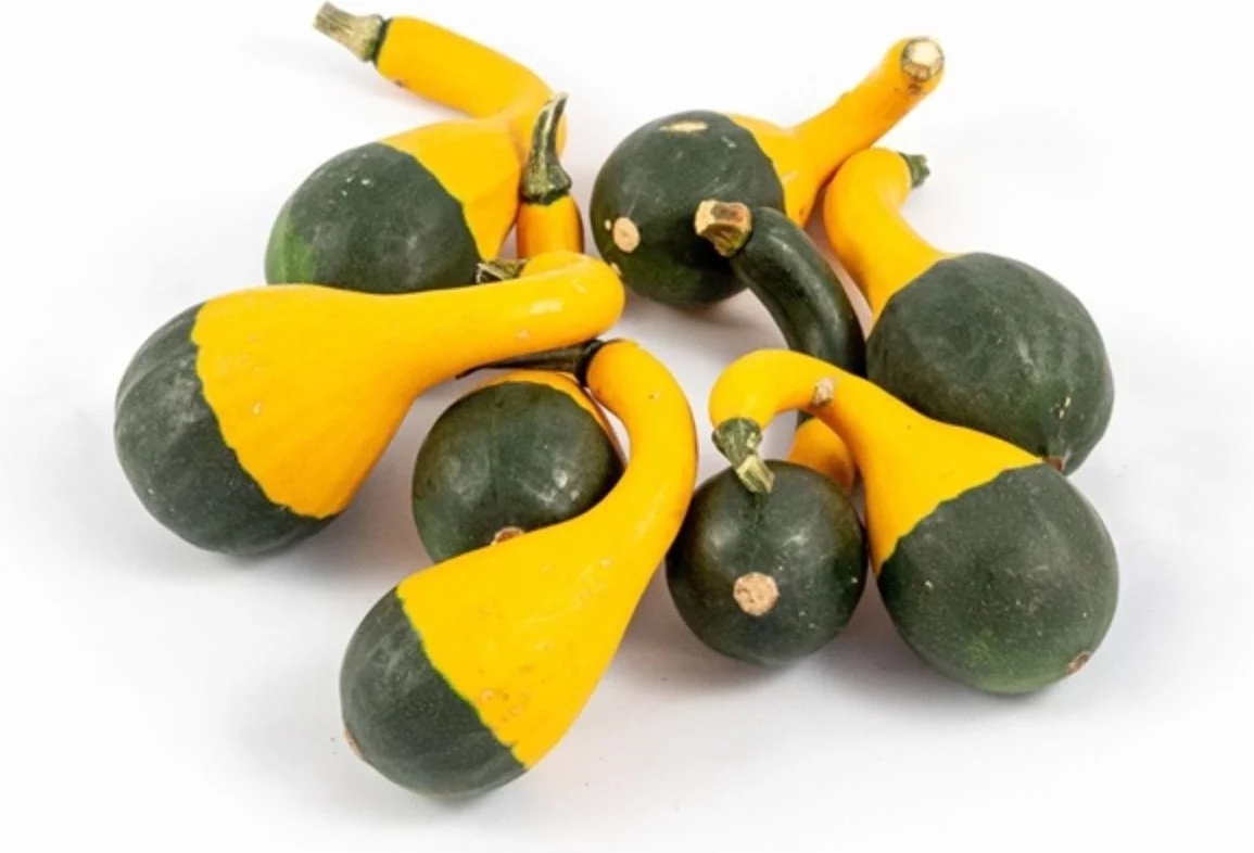 Sierkalebas (Cucurbita 'Koshare Spoon') D 5 cm