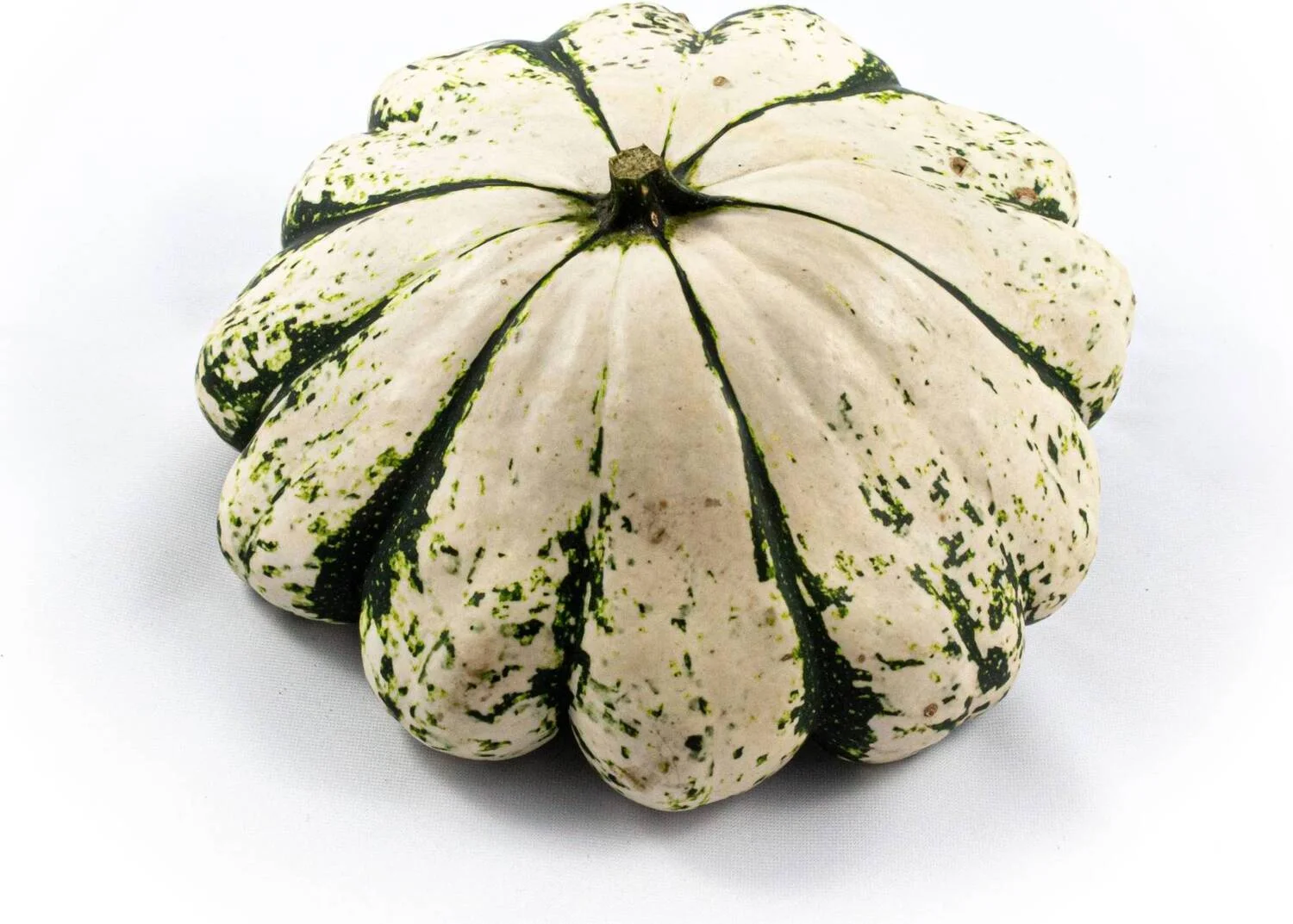 Pompoen (Cucurbita 'Patisson') groen wit D 12,5 cm
