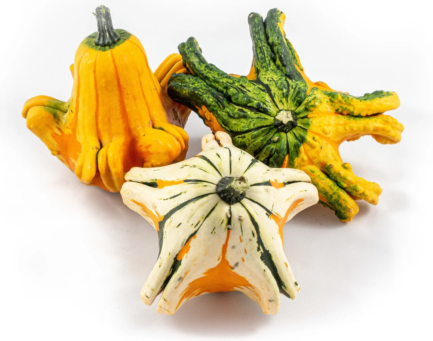 Sierkalebas (Cucurbita 'Gizmo') D 15 cm
