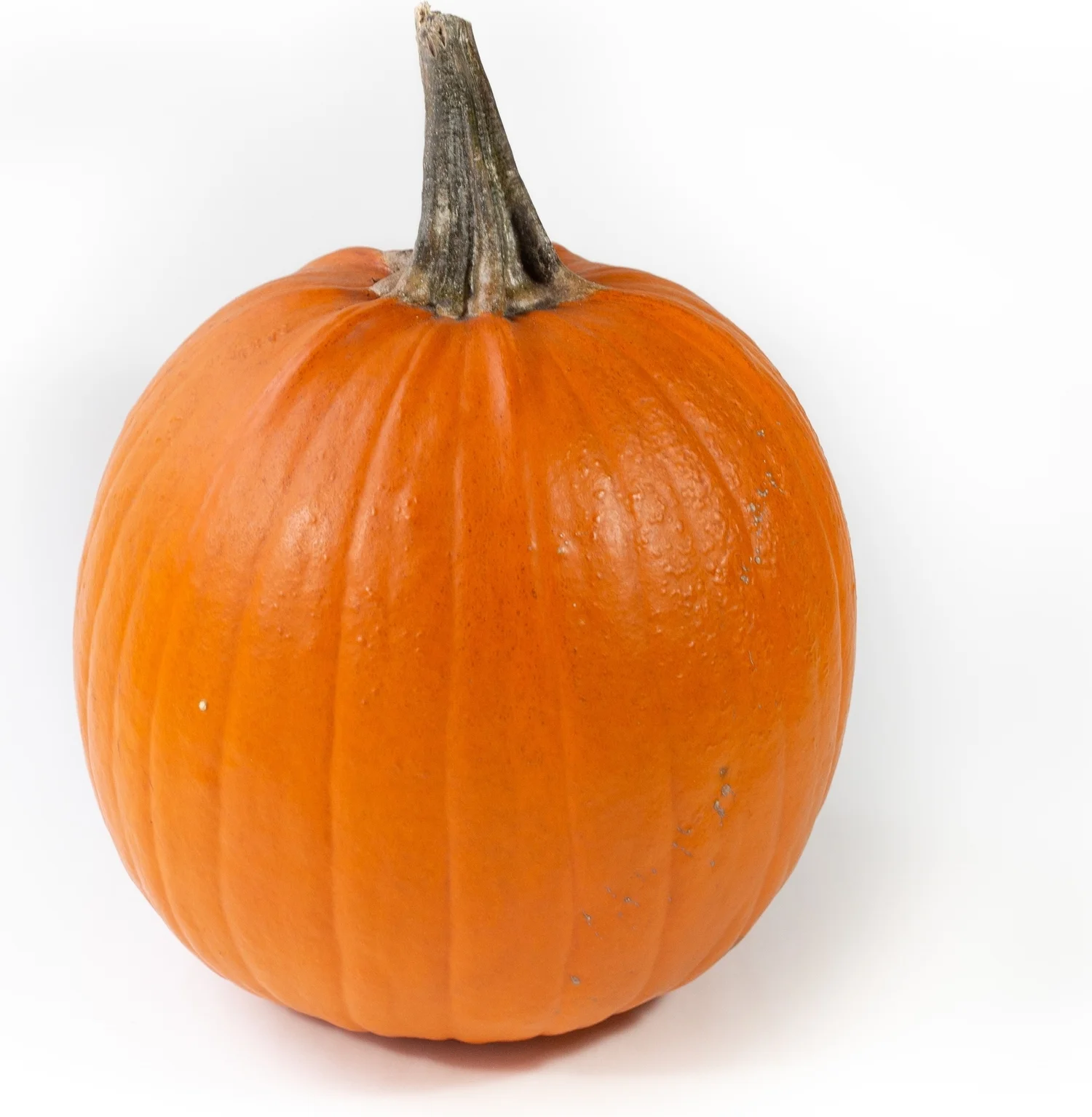 Sierkalebas (Cucurbita 'Halloween XXL') D 35 cm