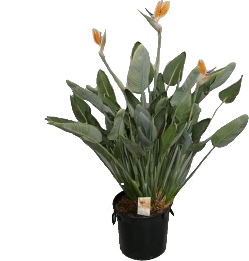 Paradijsvogelbloem (Strelitzia reginae) D 40 H 170 cm