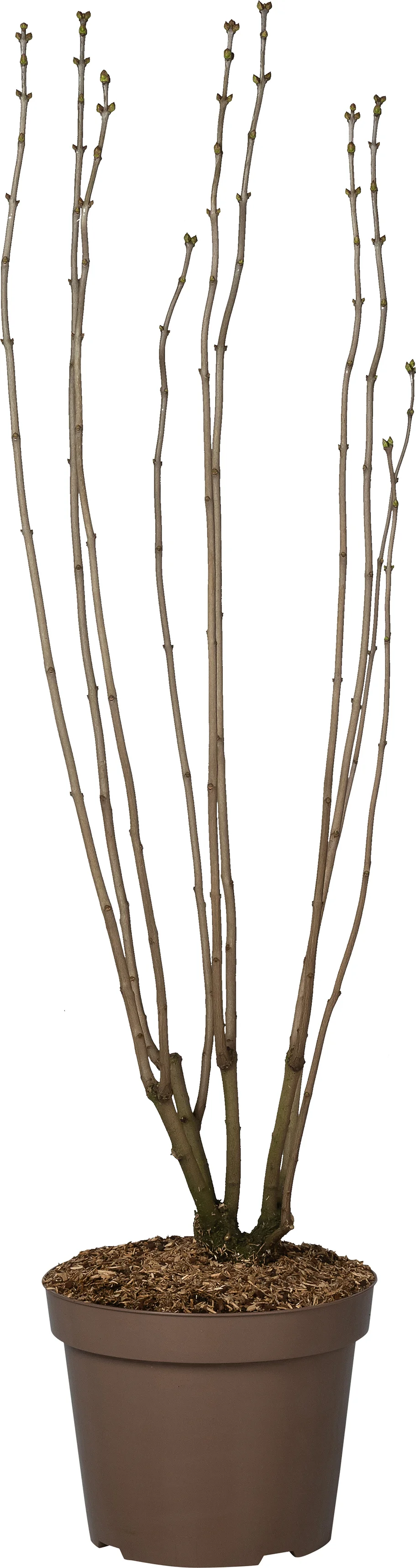 Sering (Syringa vulgaris 'Paul Deschanel') D 32 H 100 cm