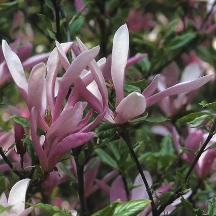Magnolia (Magnolia soulangeana 'Susan') D 34 H 220 cm