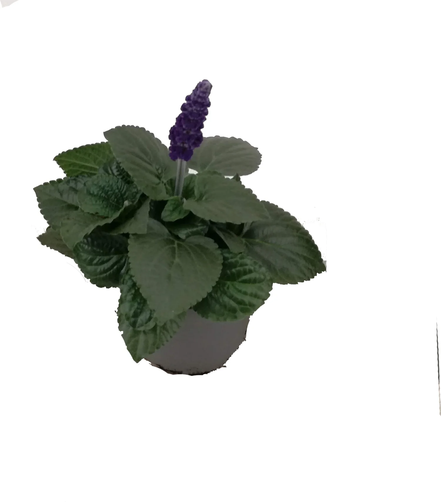 Siersalie (Salvia 'Mysty') D 13 H 15 cm