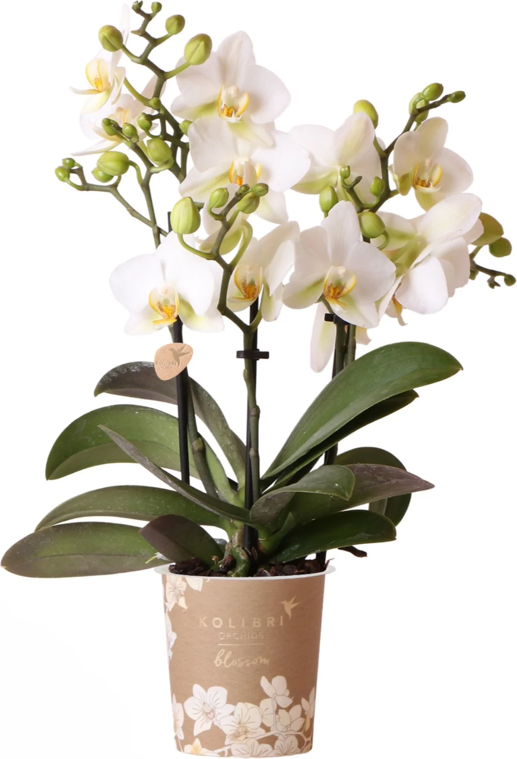 Mini Vlinderorchidee 3 tak (Phalaenopsis kolibri 'Lausanne') D 9 H 40 cm