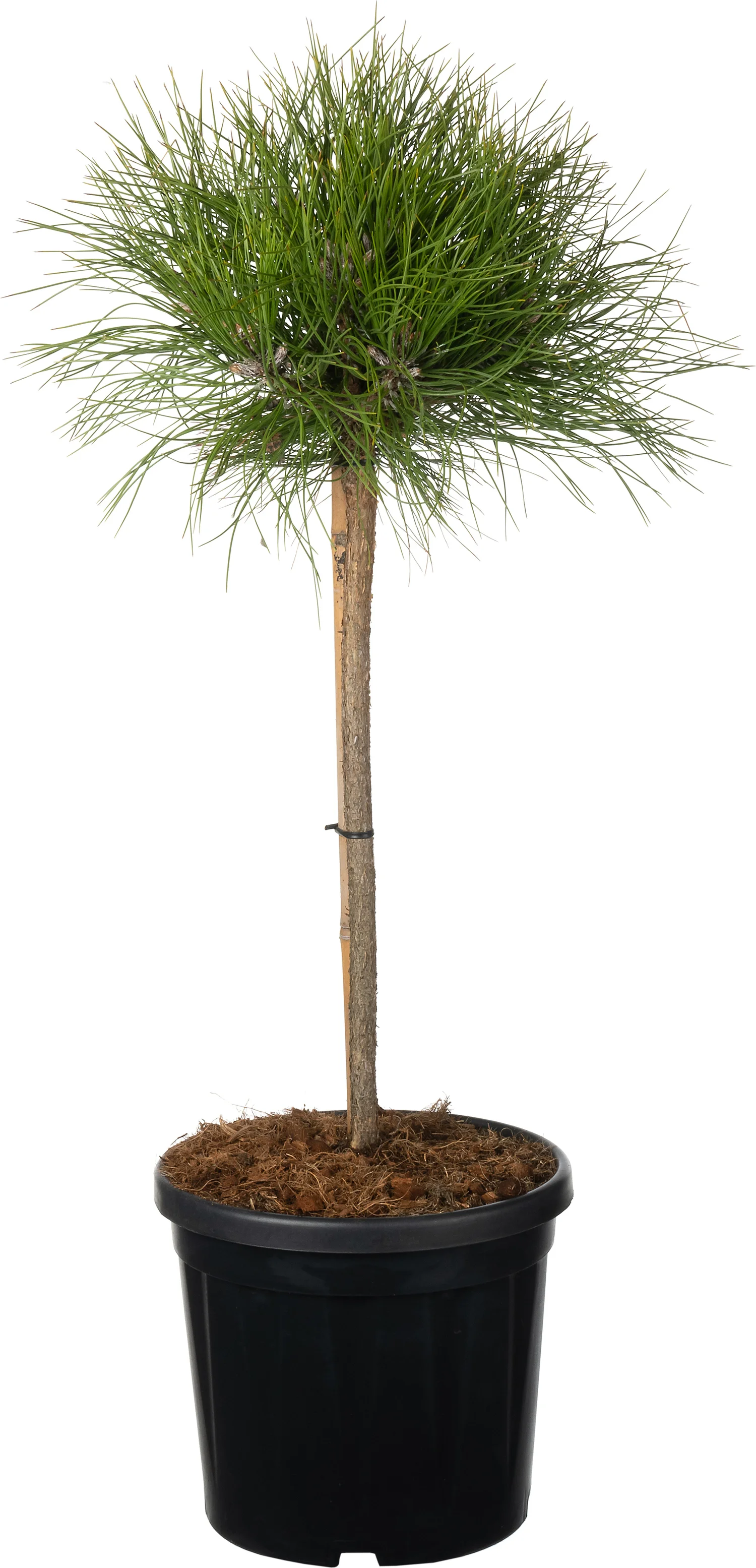 Zwarte Den (Pinus nigra 'Marie Brégeon') D 26 H 70 cm