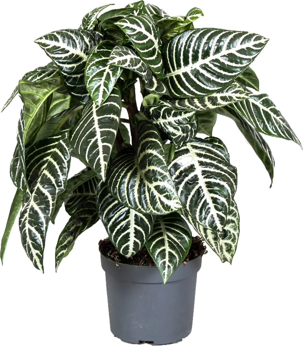 Zebraplant (Aphelandra squarrosa 'Dania') D 13 H 25 cm