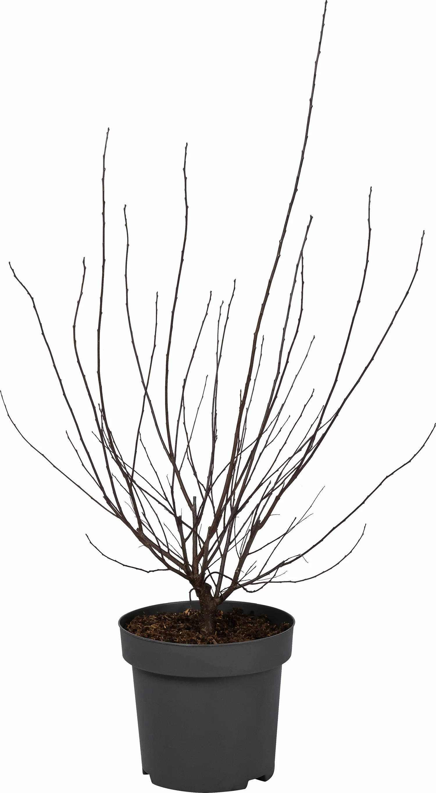 Sierpruim (Prunus cistena) D 31 H 80 cm
