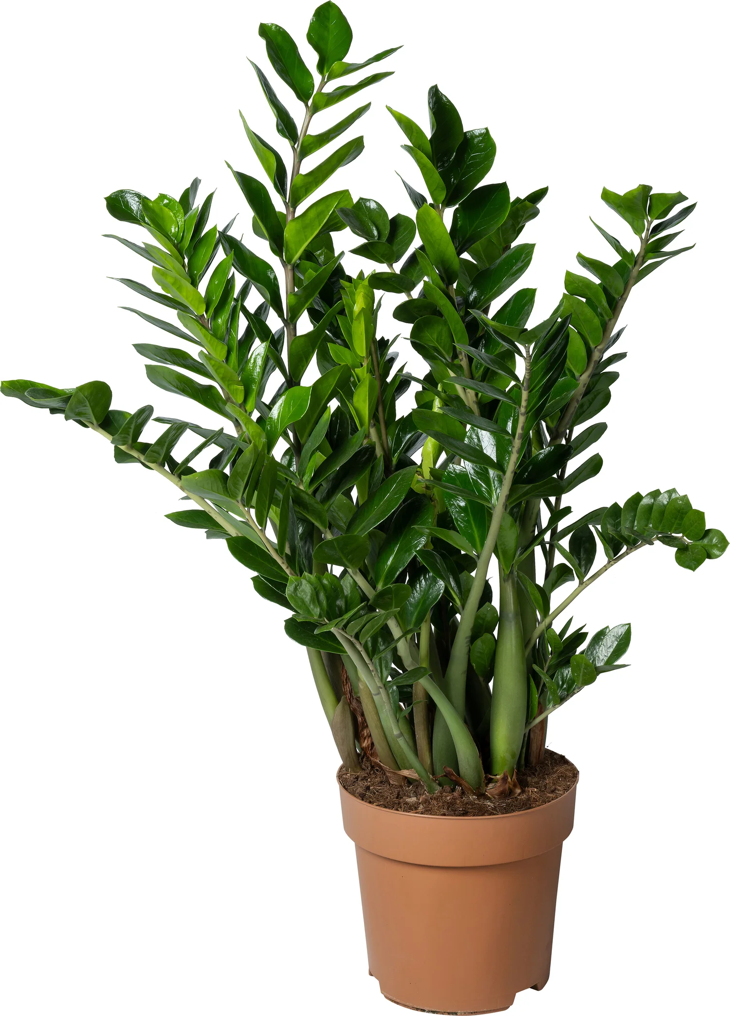 Zamioculcas (Zamioculcas zamiifolia) D 30 H 110 cm