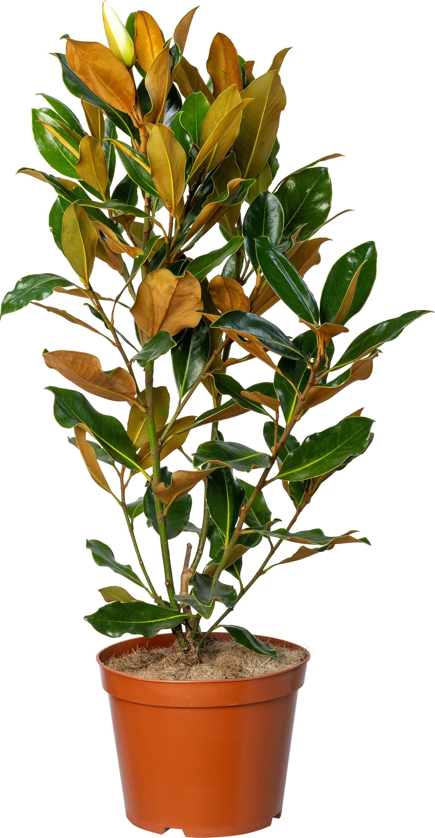 Magnolia (Magnolia grandiflora 'Little Gem') D 19 H 60 cm