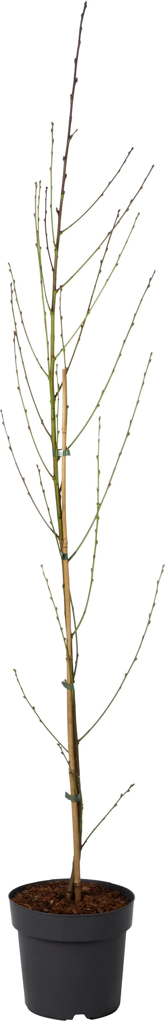 Sierperzik (Prunus persica 'Taoflora Red') D 21 H 150 cm