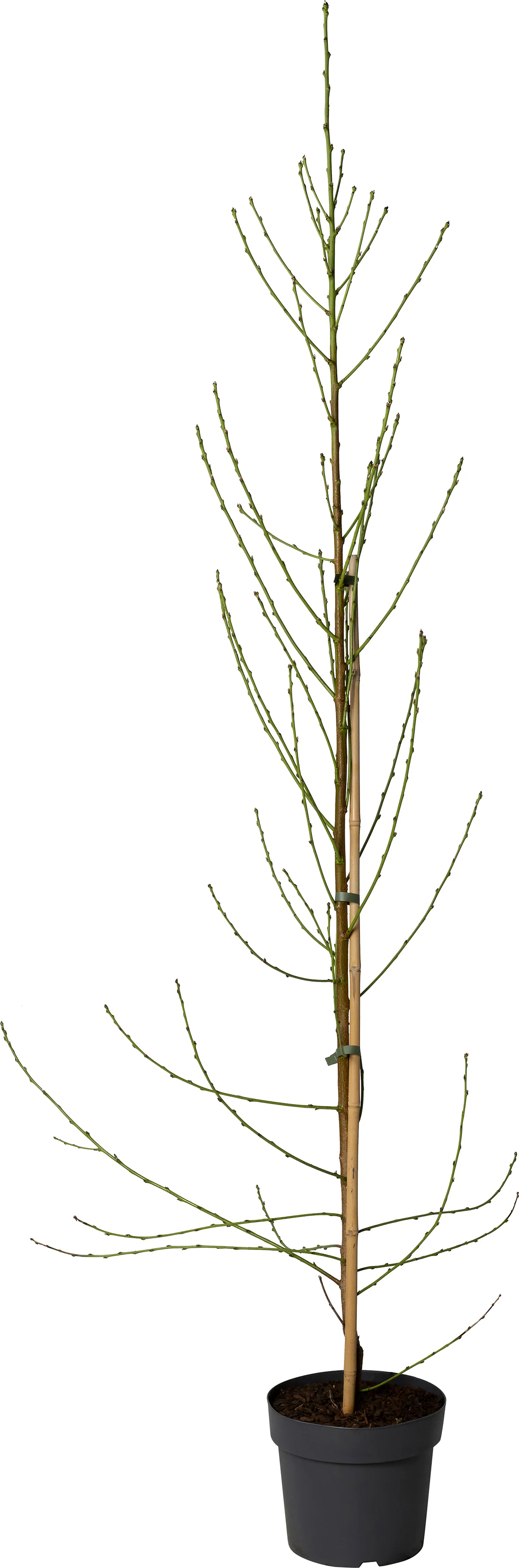 Sierperzik (Prunus persica Taoflora White) D 23 H 150 cm