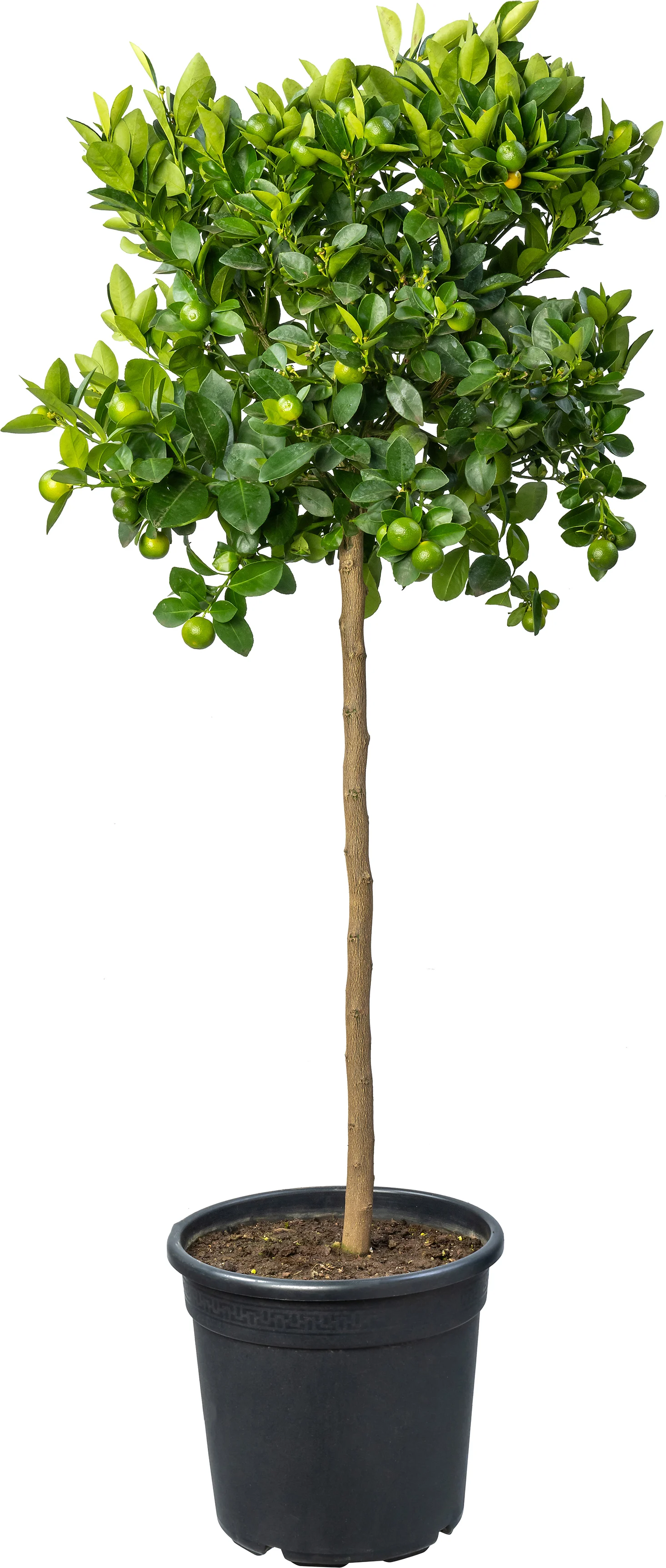 Siersinaasappel (Citrus sinensis 'Calamondino') D 24 H 120 cm
