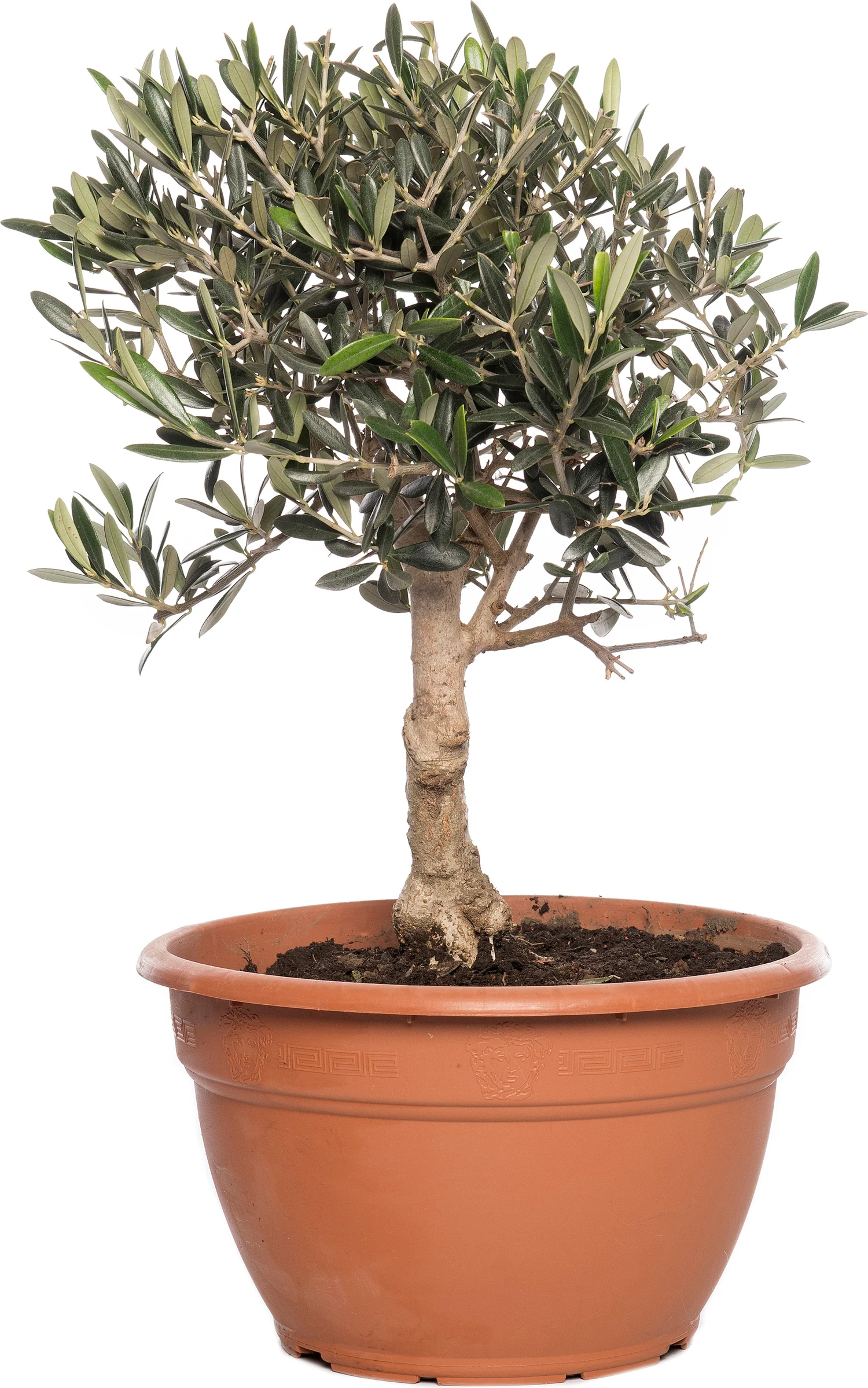 Olijfboom (Olea europaea) D 25 H 40 cm