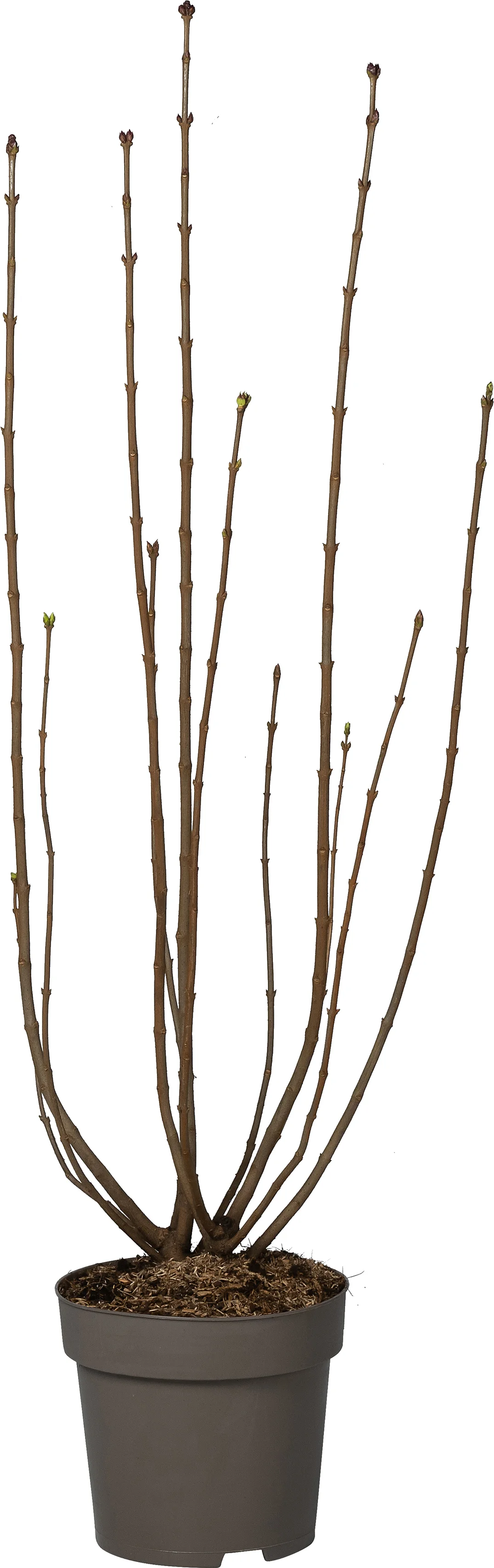 Sering (Syringa vulgaris 'Nadezhda') D 27 H 80 cm