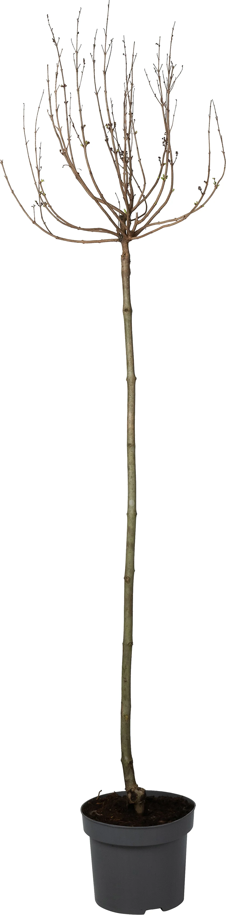 Sering op stam (Syringa bloomerang® 'Dark Purple') D 22 H 130 cm
