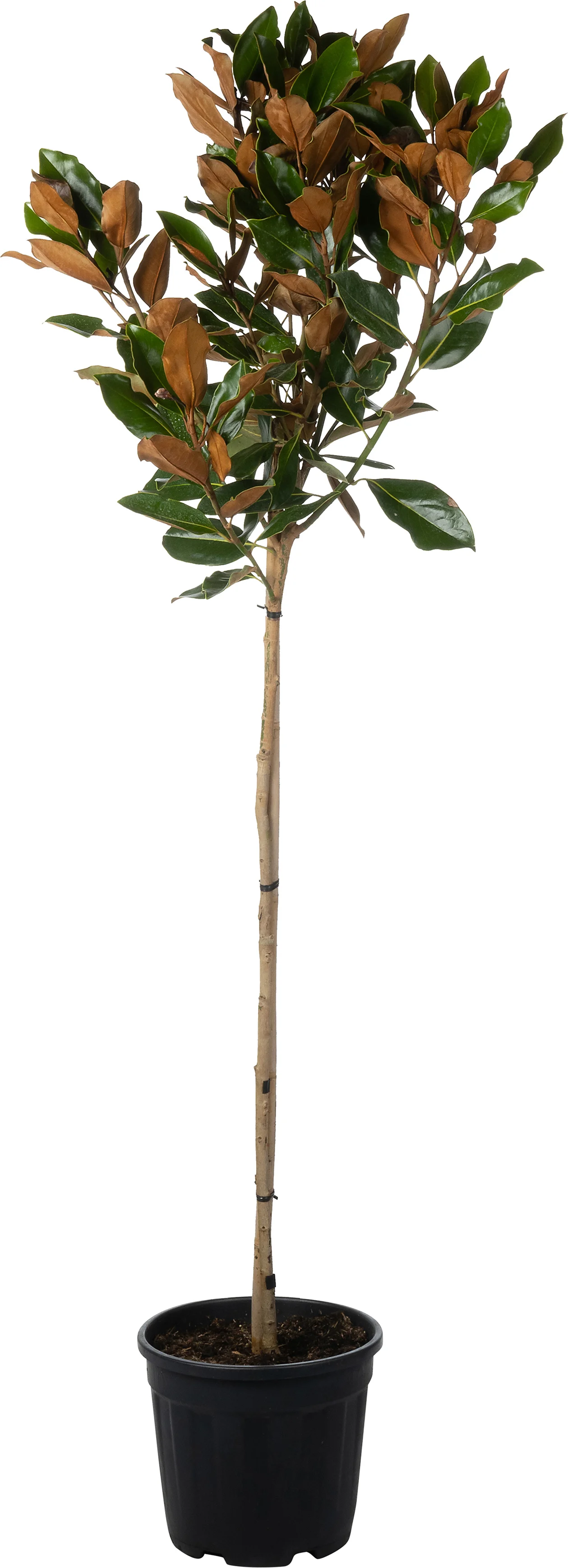 Magnolia (Magnolia grandiflora 'Little Gem') D 32 H 140 cm