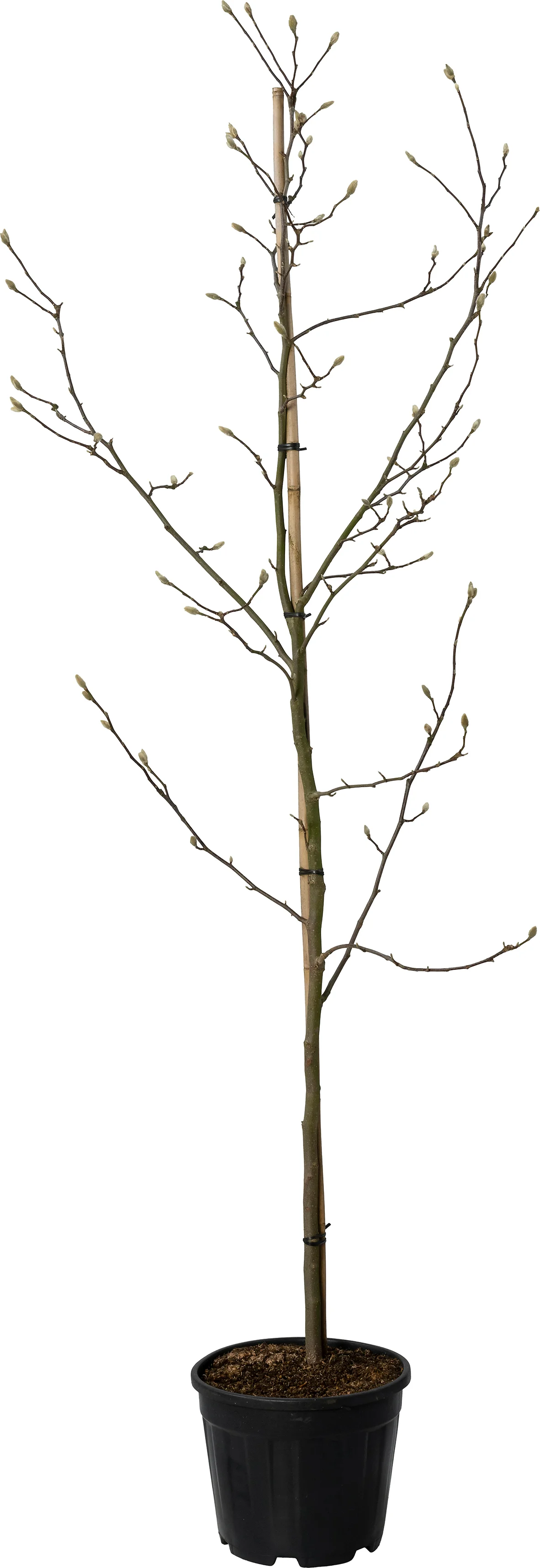 Magnolia (Magnolia 'Susan' ) D 28 H 150 cm