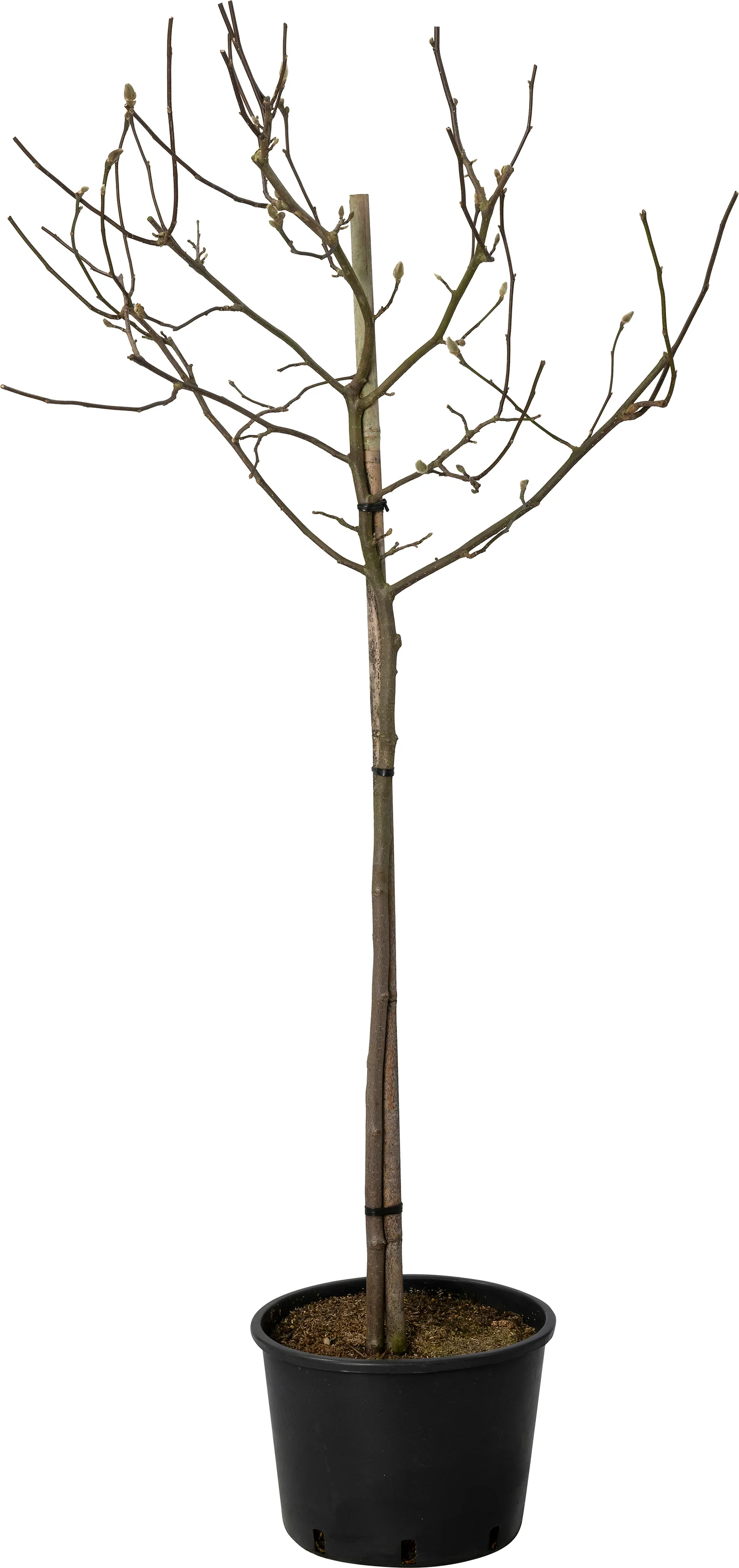 Magnolia (Magnolia 'George Henry Kern') D 28 H 100 cm