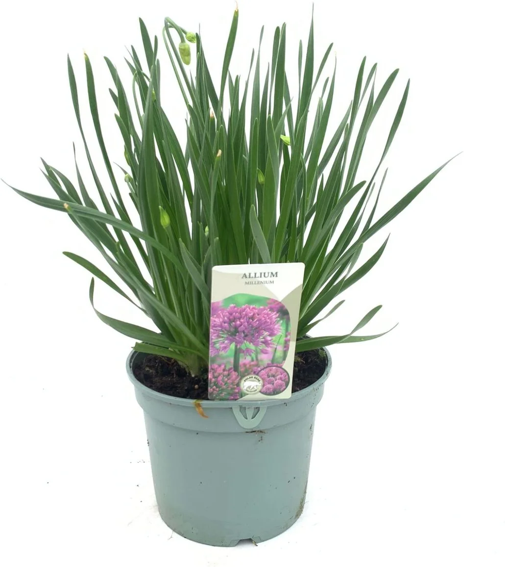 Sierui (Allium 'Millenium') D 17 H 40 cm
