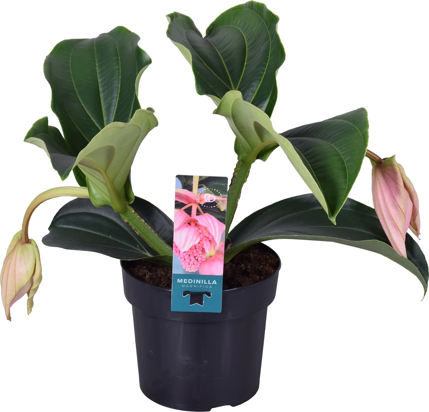 Medinilla (Medinilla magnifica 'Pinatubo') D 17 H 40 cm