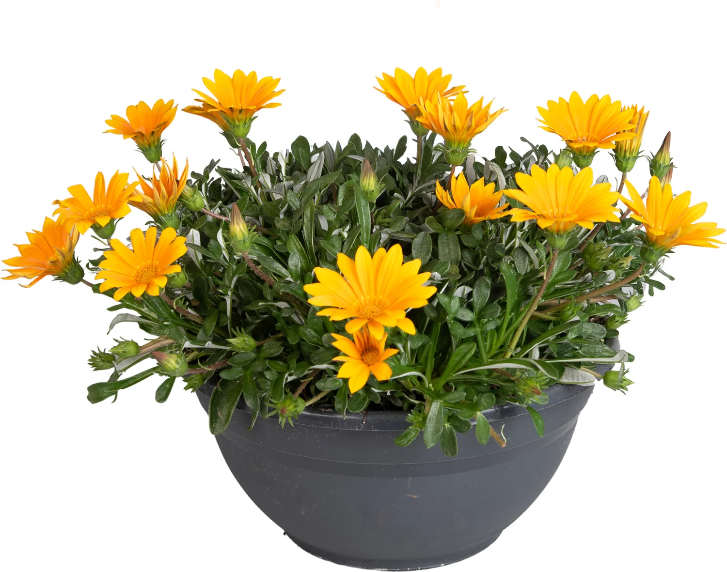 Middaggoud (Gazania 'Jupiter Orange') D 27 H 20 cm