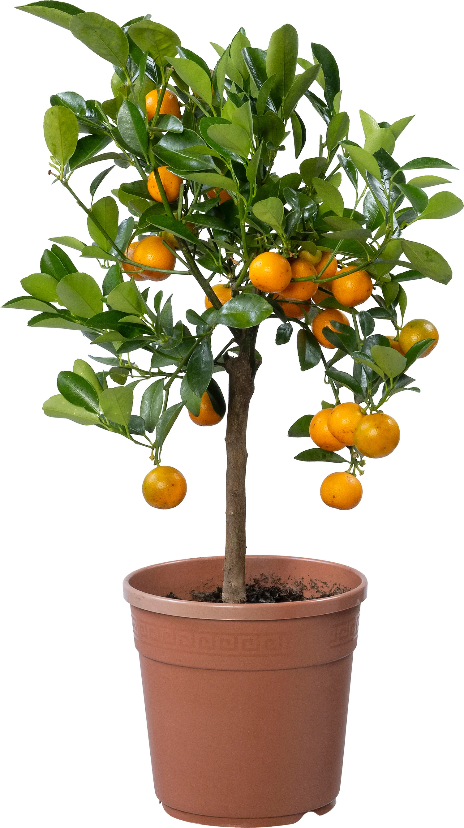 Siersinaasappel(Citrus sinensis 'Calamondin') D 16 H 40 cm