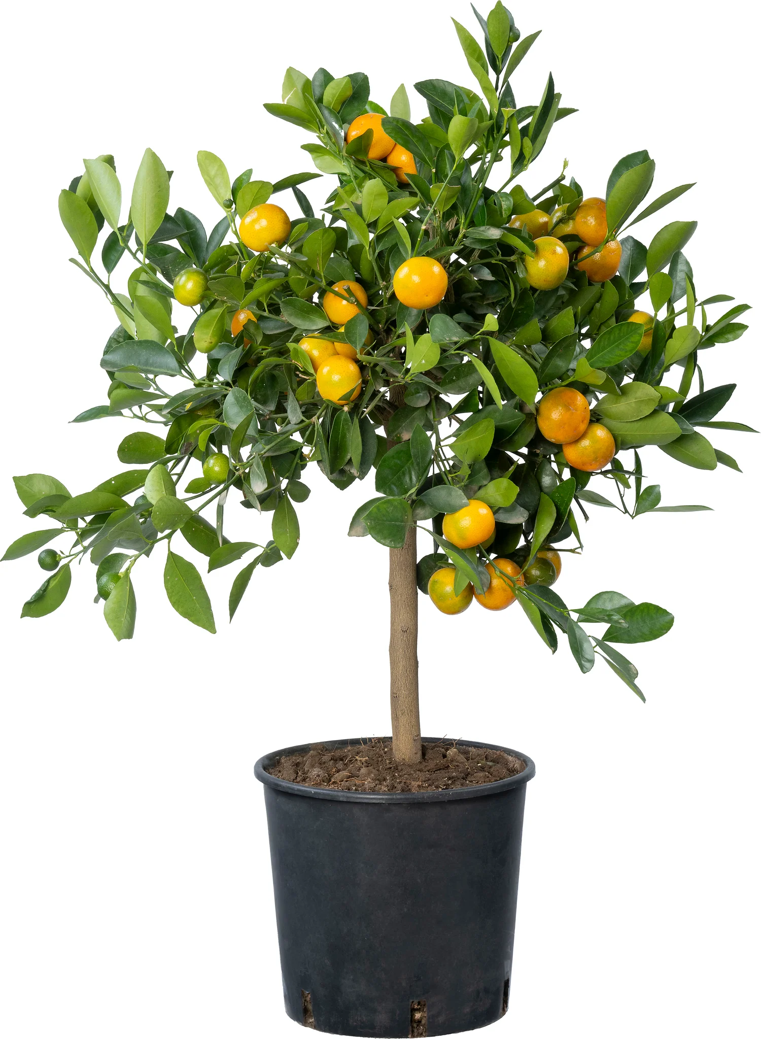 Siersinasappel (Citrus sinensis 'Calamondin') D 20 H 70 cm