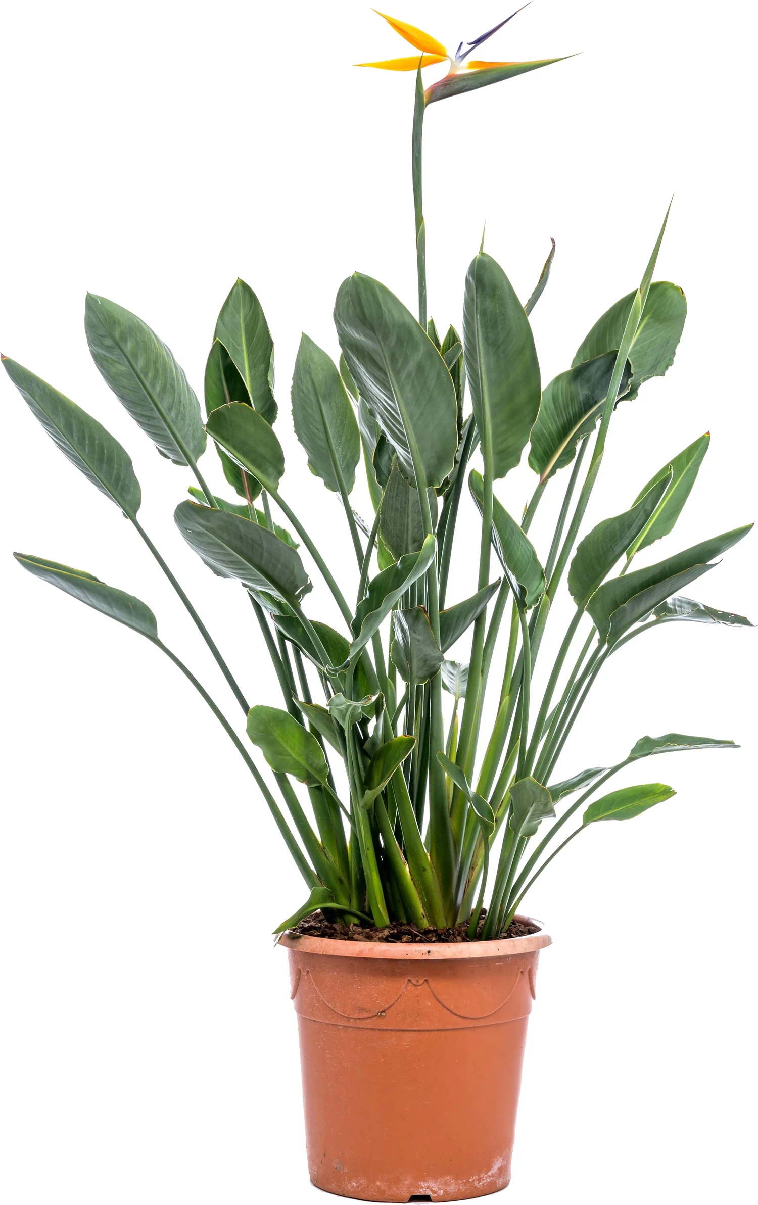 Paradijsvogelbloem (Strelitzia reginae) D 30 H 62 cm
