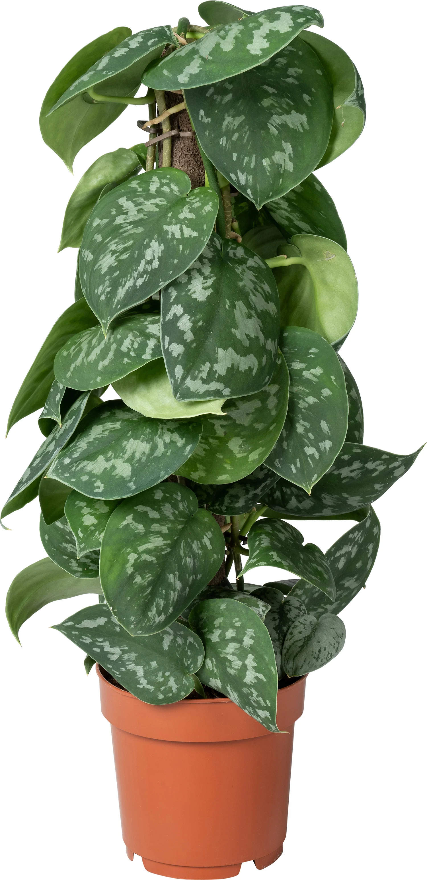 Scindapsus op duurzame klimstok (Scindapsus pictus 'Trebie') D 14 H 50 cm
