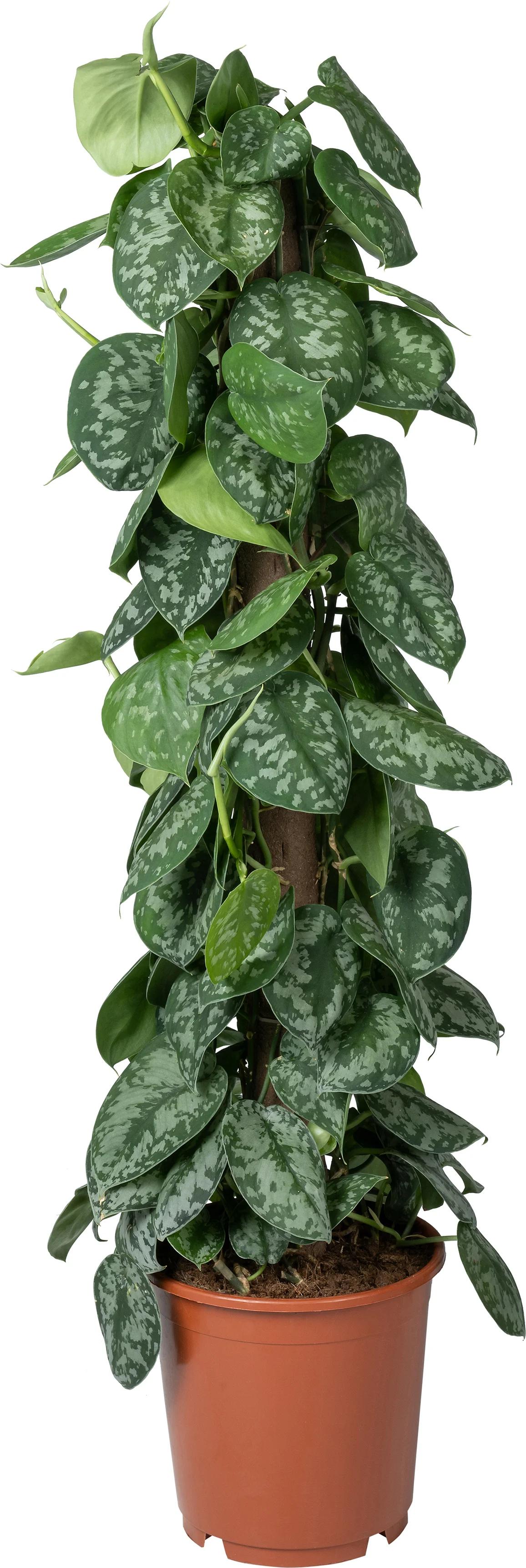 Scindapsus op duurzame klimstok (Scindapsus pictus 'Trebie') D 19 H 80 cm