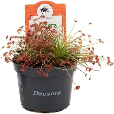 Zonnedauw (Drosera 'Paradoxa') D 9 H 15 cm