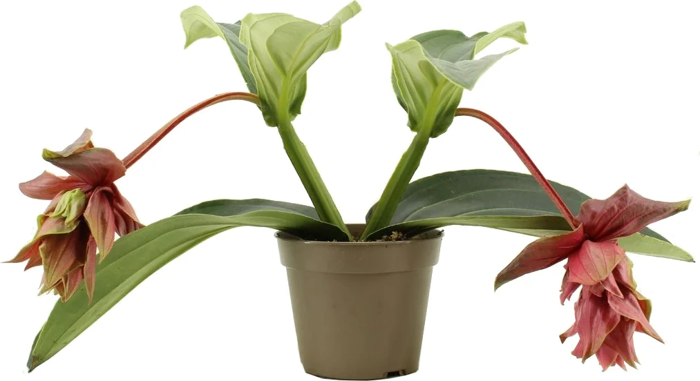 Medinilla (Medinilla magnifica 'Dolce Rossa') D 14 H 30 cm