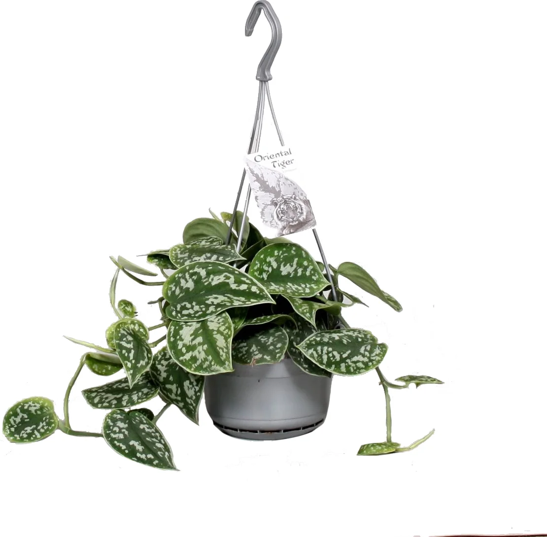 Scindapsus in hangpot (Scindapsus pictus 'Argyraeus') D 14 H 40 cm