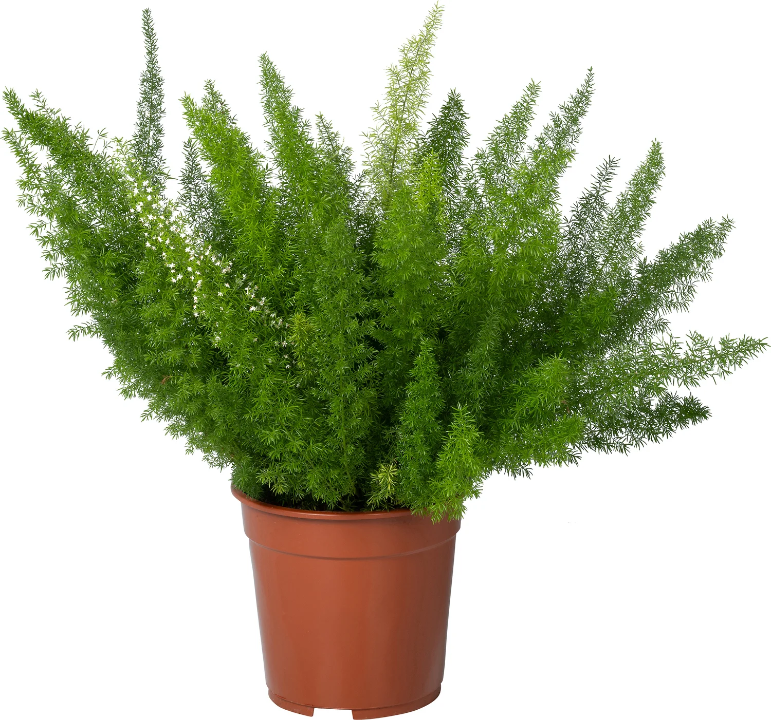 Sierasperge (Asparagus densiflorus 'Meyers') D 21 H 50 cm
