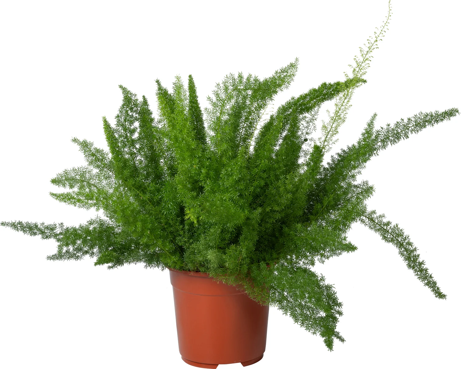 Sierasperge (Asparagus densiflorus 'Meyers') D 27 H 60 cm