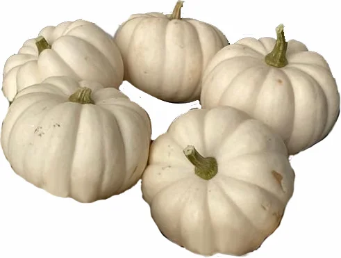 Sierkalebas (Cucurbita 'Casperita Baby') D 5 cm