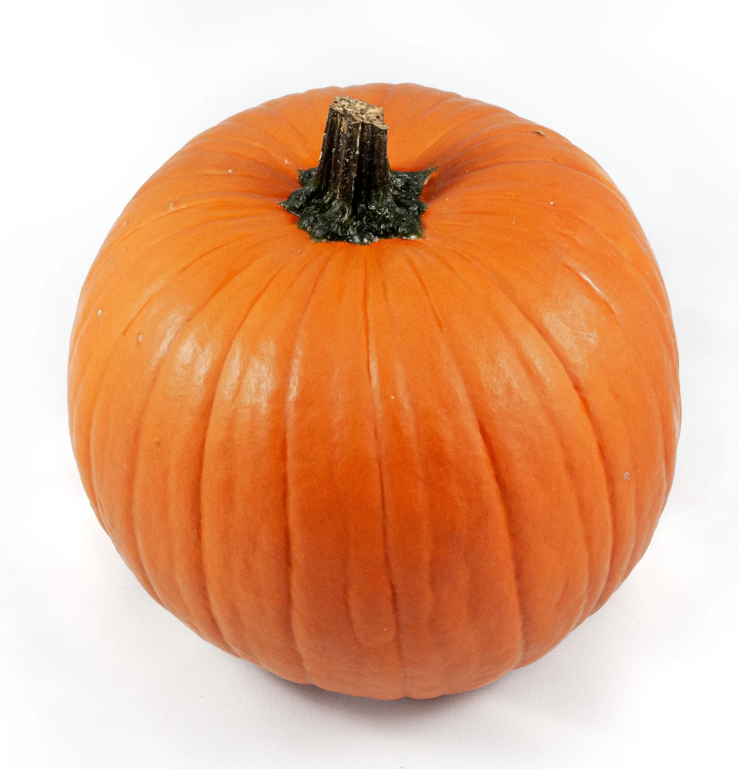 Sierkalebas (Cucurbita 'Halloween') D 15 cm