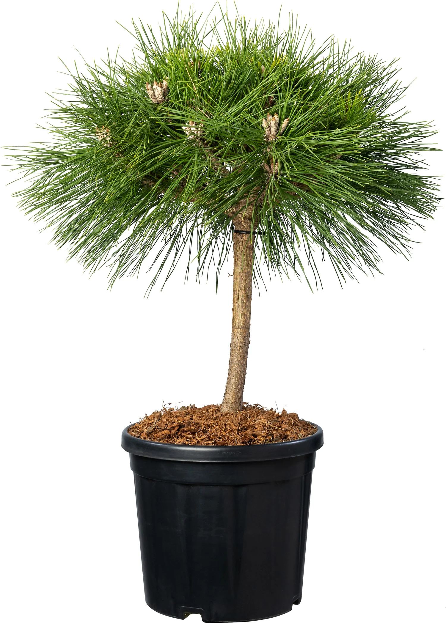Zwarte den (Pinus nigra 'Brepo') D 26 H 80 cm