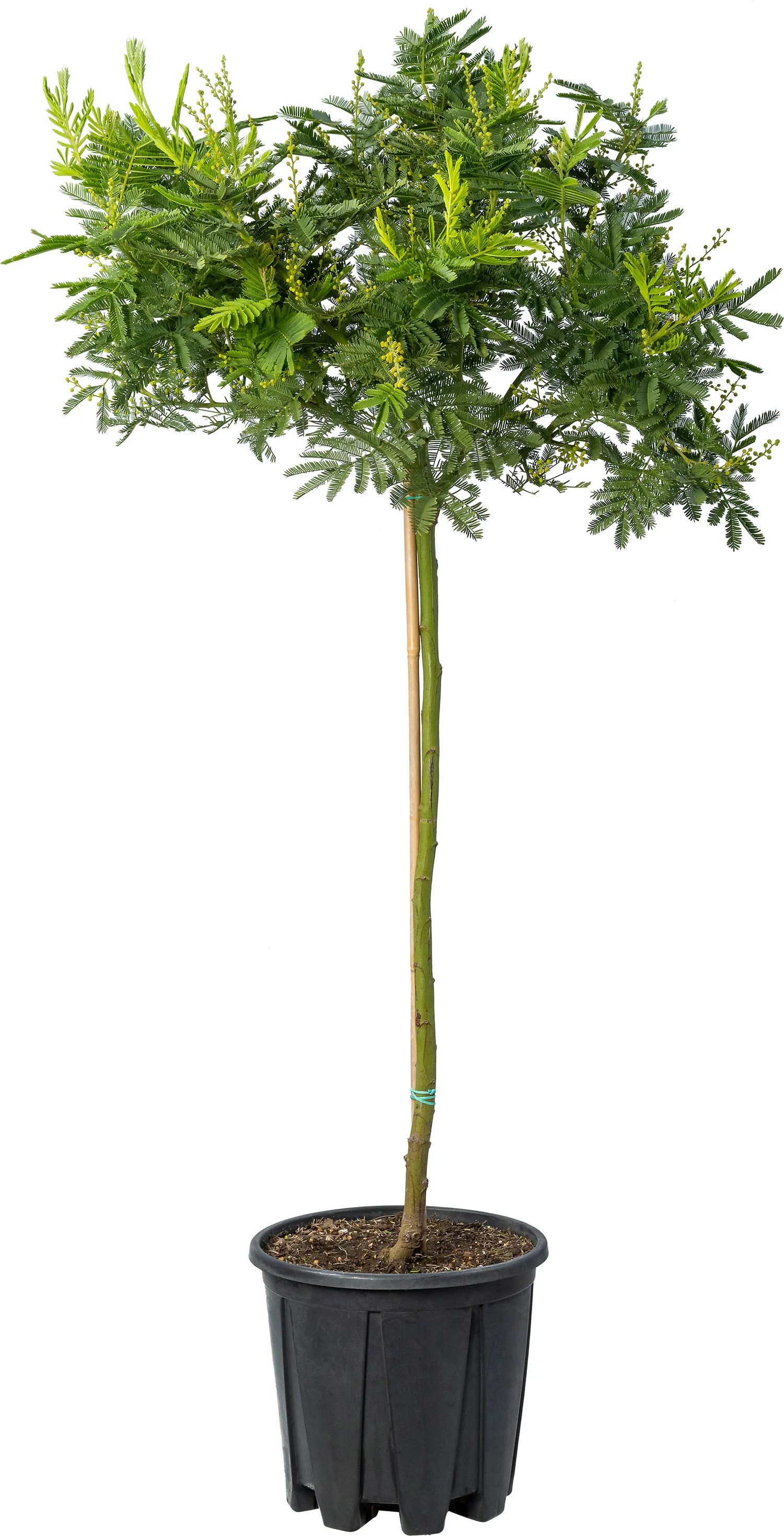 Mimosa (Acacia dealbata) D 22 H 120 cm