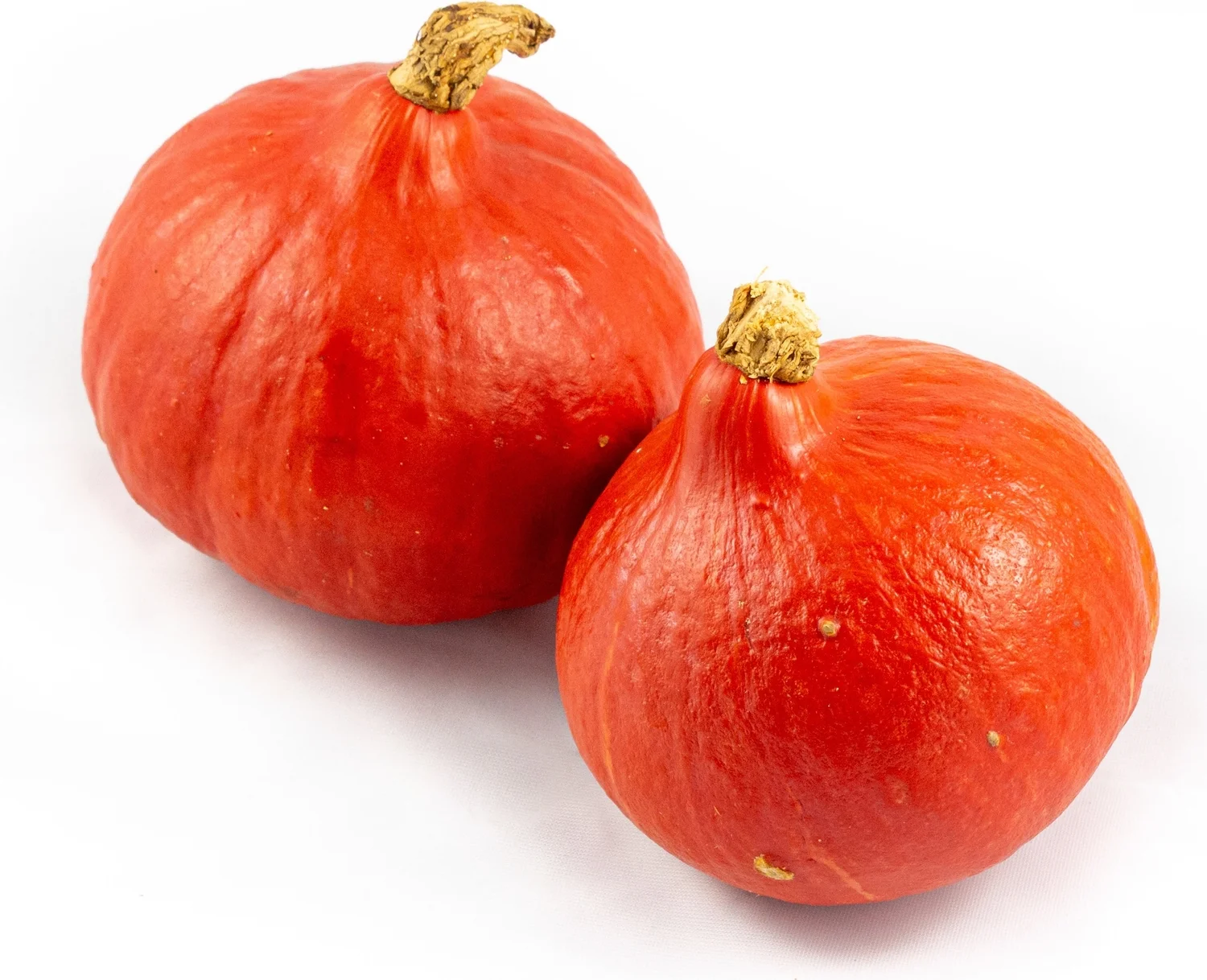 Pompoen (Cucurbita 'Rode Hokkaido') D 14 cm