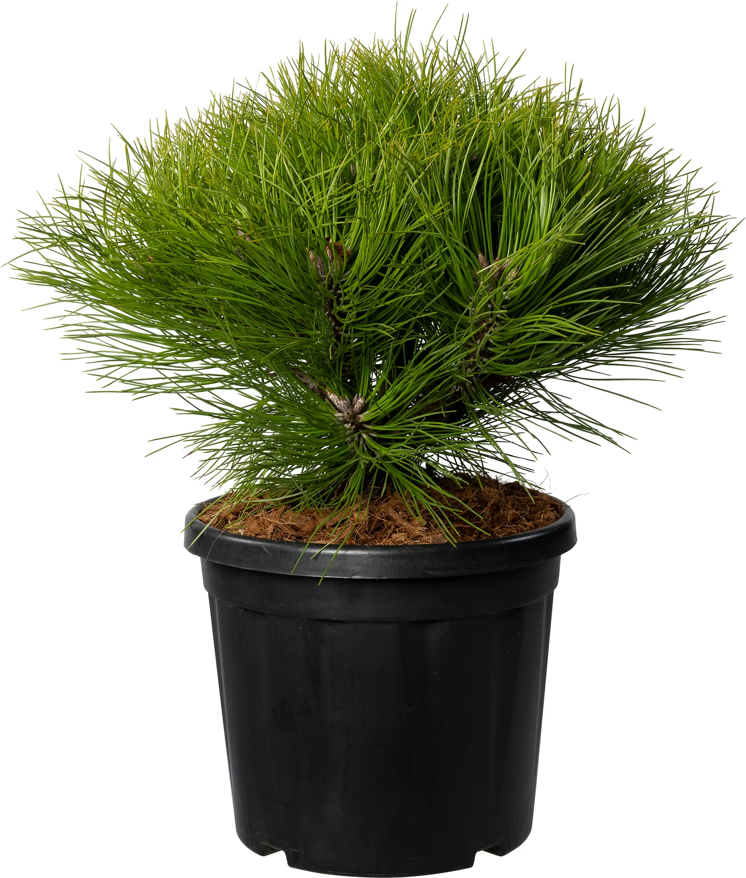Zwarte den (Pinus nigra 'Marie Bregeon'®) D 26 H 50 cm
