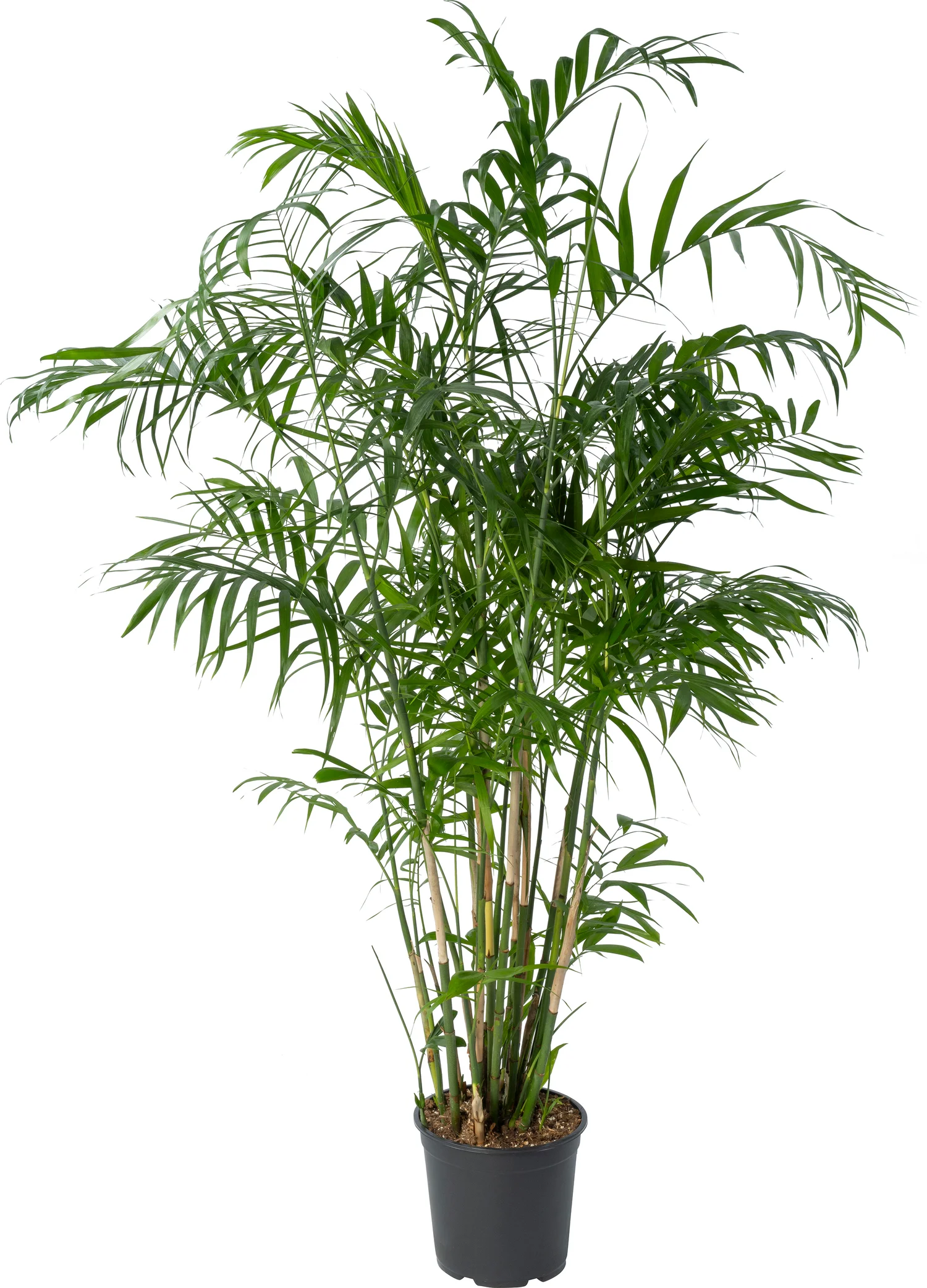 Mexicaanse dwergpalm (Chamaedorea seifrizii) D 27 H 160 cm