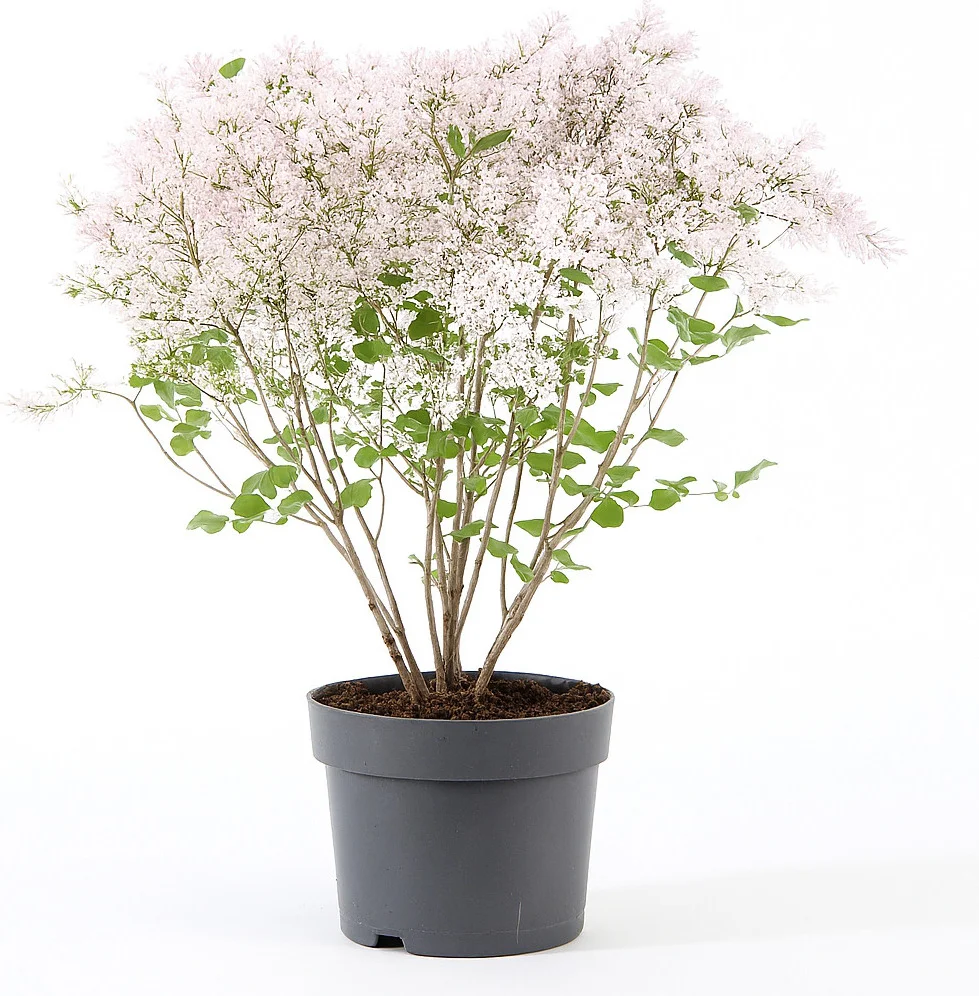 Sering (Syringa meyerii 'Palibin') D 19 H 45 cm