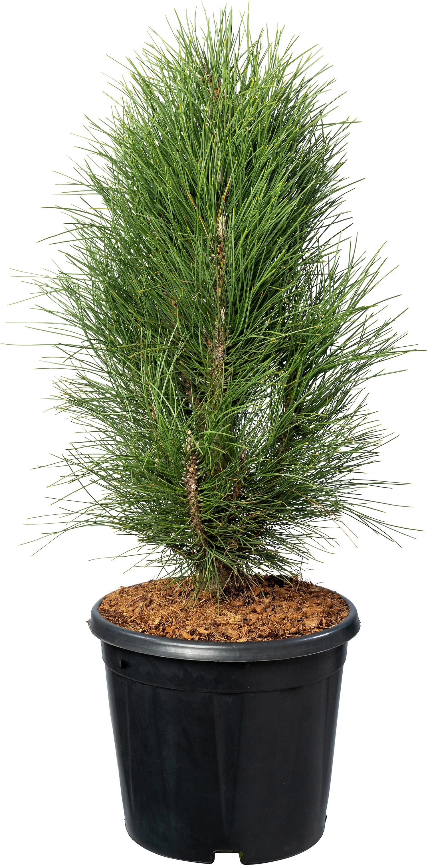 Zwarte den (Pinus nigra 'Green Tower' ) D 31 H 90 cm
