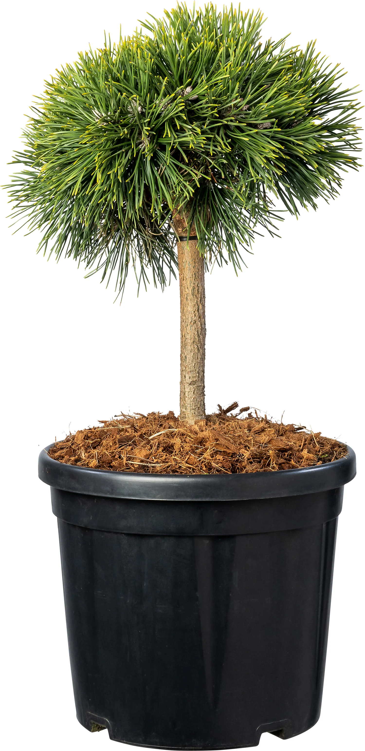 Zwarte den (Pinus nigra 'Green Pearl') D 26 H 70 cm