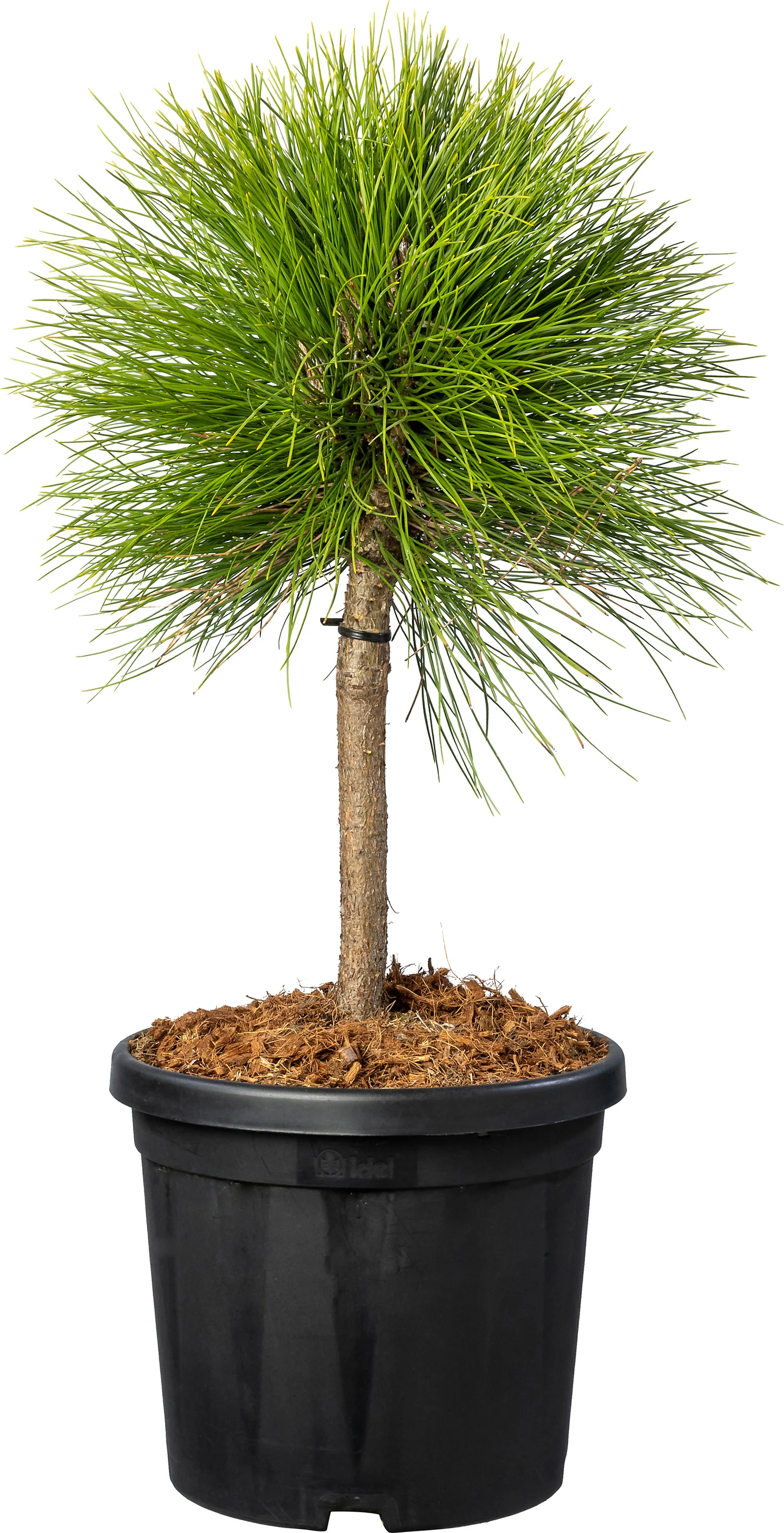Zwarte den (Pinus nigra 'Summer Breeze') D 24 H 60 cm
