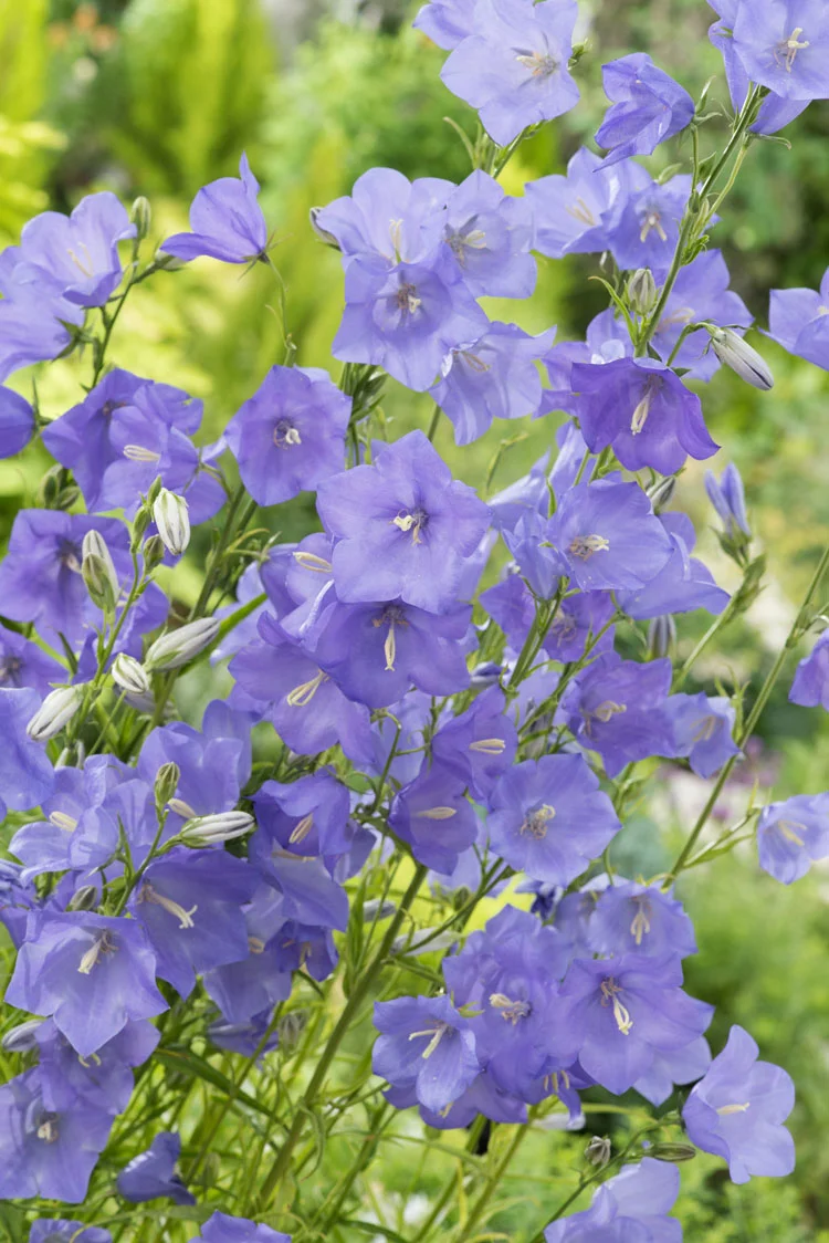 Perzikbladklokje (Campanula persicifolia) D 9 H 15 cm